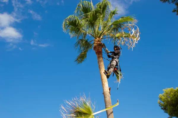 Tree Trimming Service to Maintain Healthy Growth