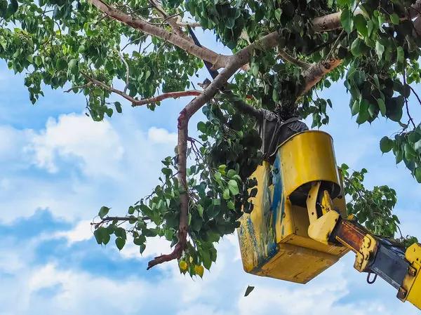 Affordable Tree Service with Licensed Arborists