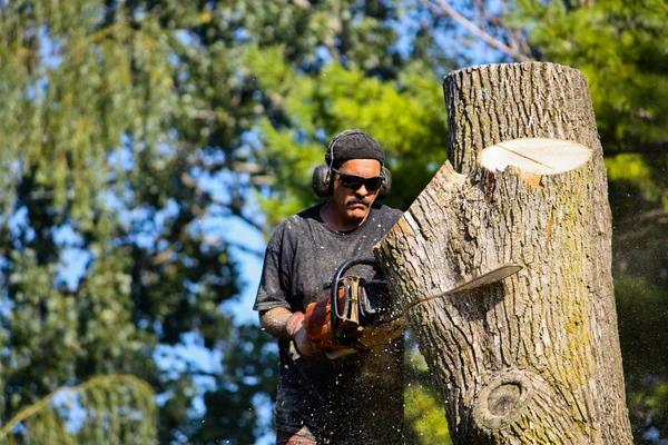 Complete Tree Trimming Service for Professional Landscape Care