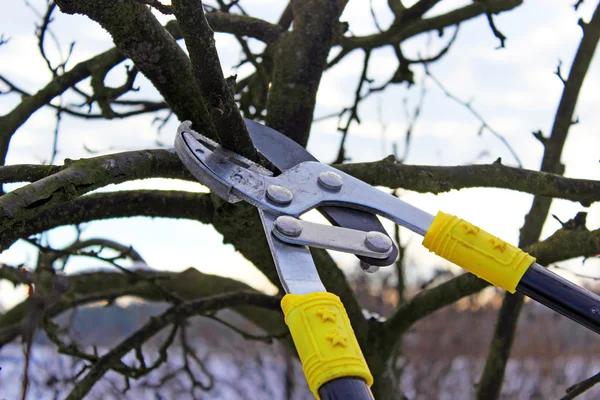 Madison Tree Pruning Services That Enhance Safety and Curb Appeal
