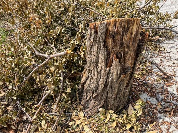 How Expert Tree Removal Helps Prevent Costly Property Damage